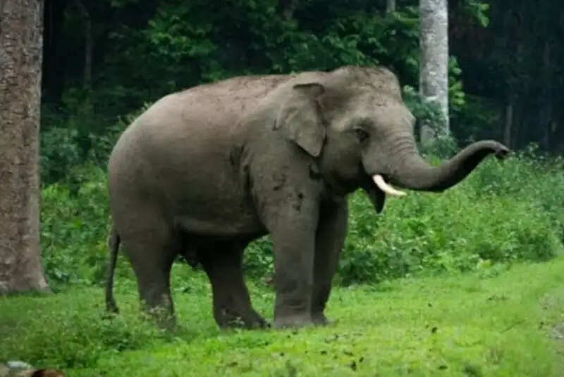 मप्र वन विभाग ने समूह से अलग होकर भटक रहे नर हाथी 'ई-5' का किया सफल रेस्क्यू