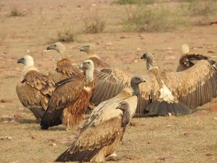 मंदसौरः गाँधीसागर वन्यप्राणी अभयारण्य में गिद्धों की हुई वृद्धि, 1013 गिद्धों के साथ बना सुरक्षित ठिकाना