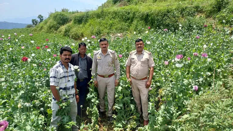 चौहार घाटी में पुलिस को मिली अफीम की लहलहाती हुई खेती, 16 हजार से अधिक पौधे उखाड़े, मामले किए दर्ज