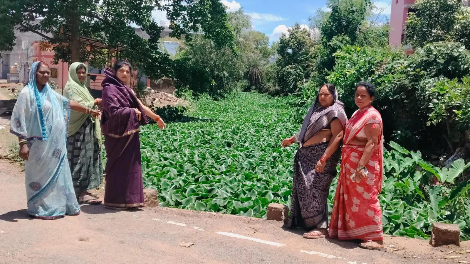 जलकुंभी से पट गया है नाला, सफाई नहीं होने से नहीं बह पा रहा निकासी पानी