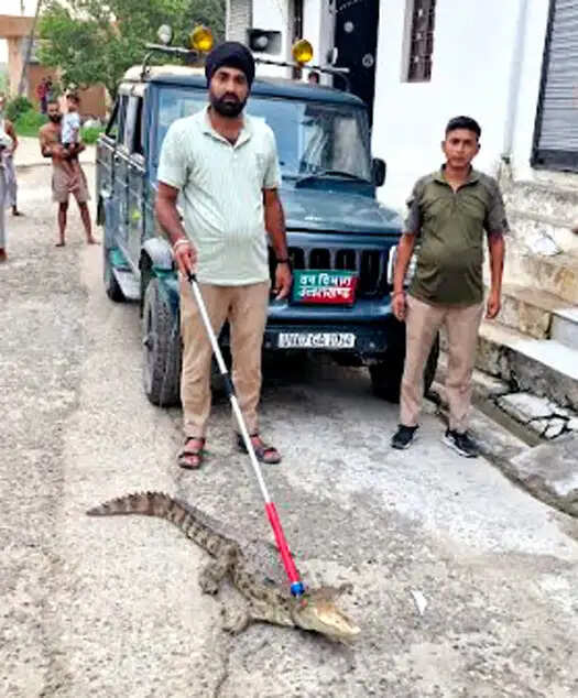 लक्सर के गांव में घर में घुसा मगरमच्छ , वन विभाग ने किया रेस्क्यू