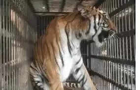 नाहरगढ़ जैविक उद्यान में बाघिन ‘भक्ति’ ने दो शावकों को दिया जन्म