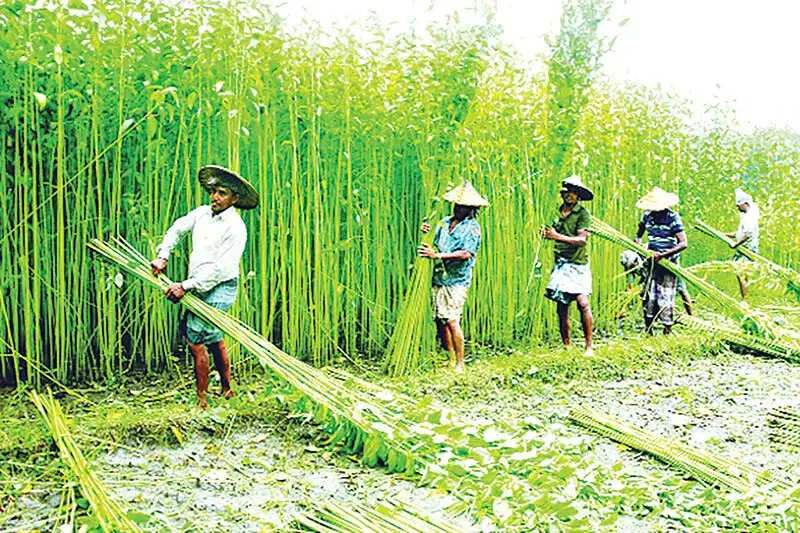 प्लास्टिक के बढ़ते इस्तेमाल और खेती की बढ़ती लागत ने बढ़ाई बलागढ़ के जूट किसानों की परेशानी