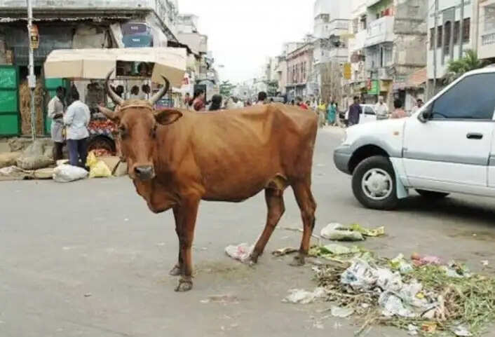 हर की पैड़ी से सटे सुभाष घाट पर आवारा घूम रहे गोवंश के स्वामी के खिलाफ मुकदमा दर्ज