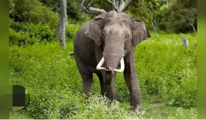 नुमलीगढ़ के स्कूल में घुसा जंगली हाथी, की तोड़फोड़