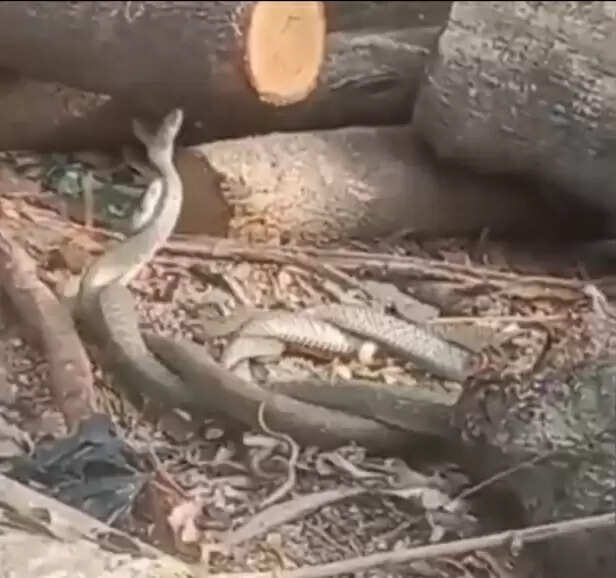 आलिंगनरत नाग -नागिन को देख लोगों की लगी भीड़