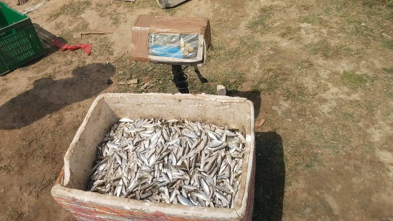 ठेका की आड़ में छोटी मछलियों का शिकार, वीडियो वायरल