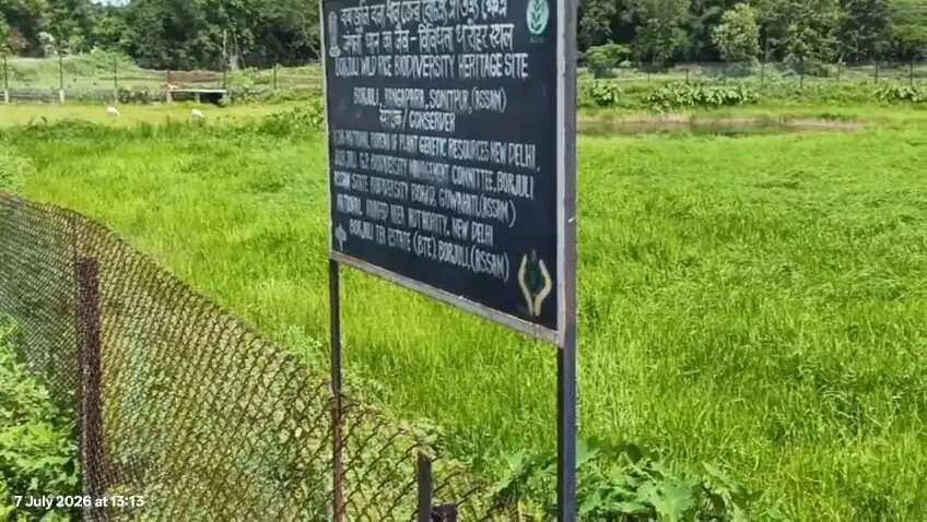 रंगापारा के बरजुली को जैव विविधता विरासत स्थल का दर्जा