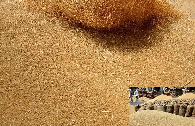 केंद्र सरकार ने गेहूं के निर्यात पर लगी रोक तत्काल प्रभाव से हटाई