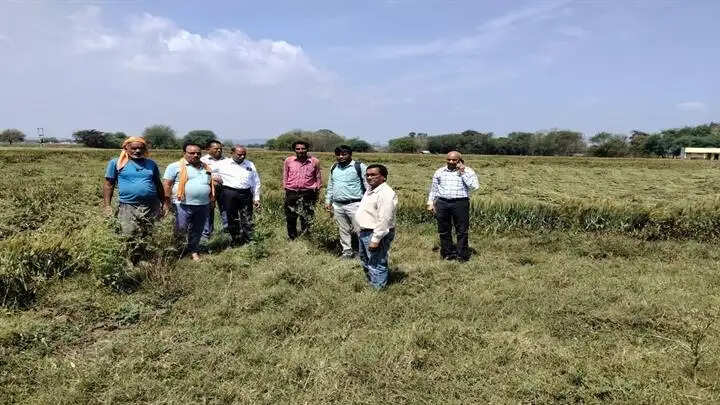 ग्वालियरः घाटीगांव एवं भितरवार के कुछ ग्रामों में तेज हवा एवं वर्षा के साथ चने के आकार के ओले गिरे