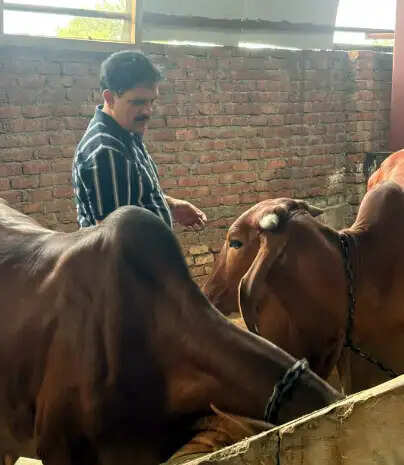 जिला पंचायत अध्यक्ष ने की गौ सेवा, सनातन संस्कृति और संस्कारों पर दिया जोर