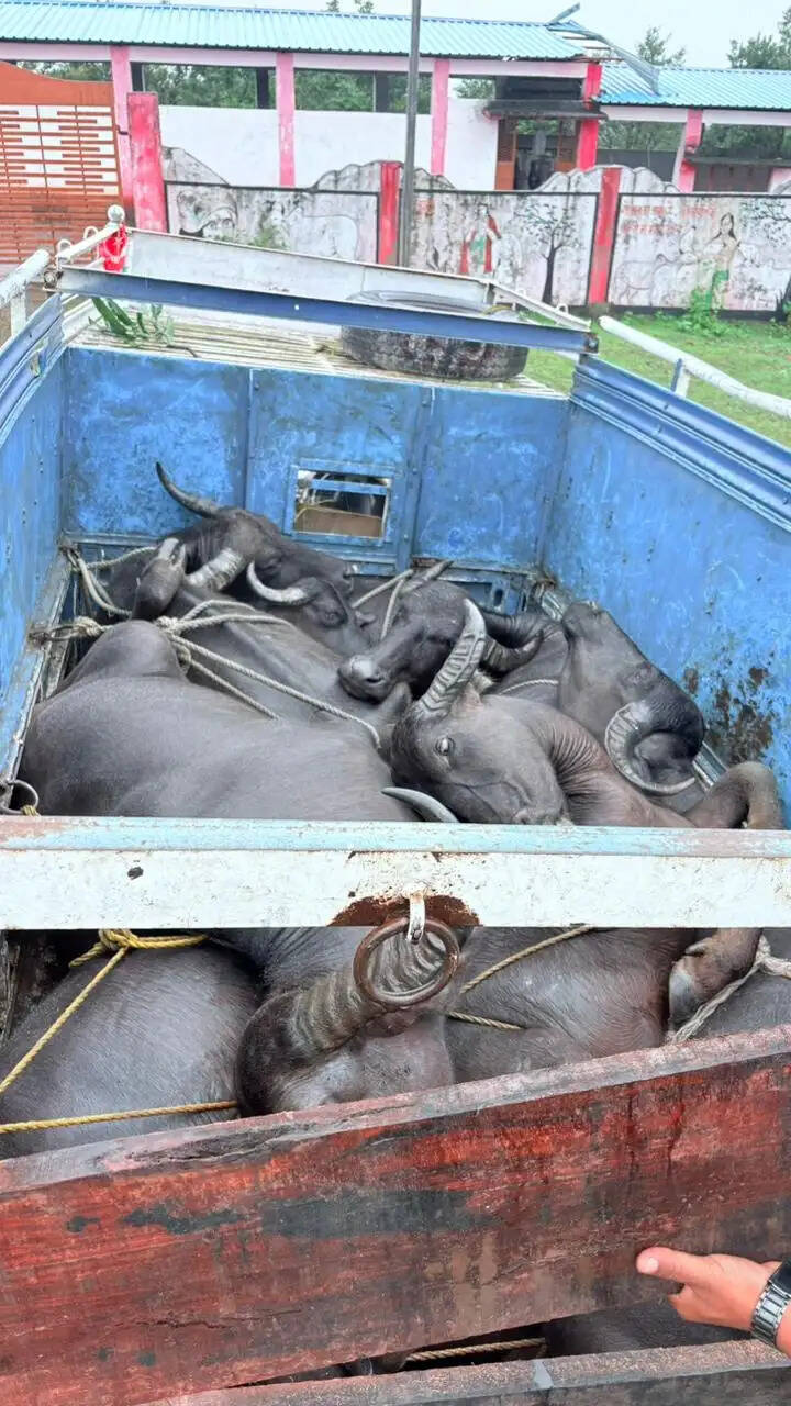 अनूपपुर-छत्तीसगढ़ की पुलिस संयुक्त कार्रवाई: 3 पिकअप से 20 मवेशी पकड़े,एक मवेशी मृत मिला