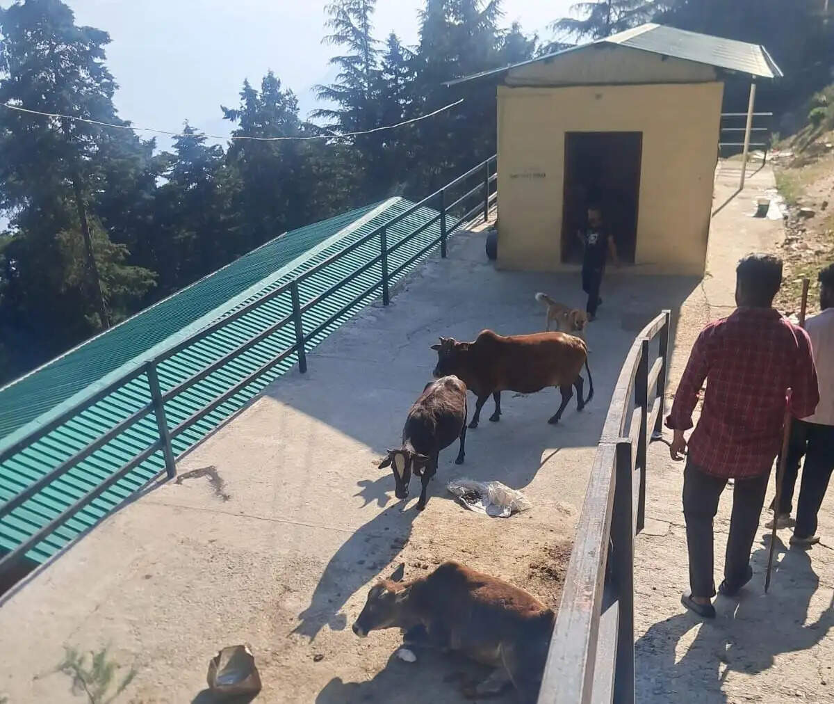 बाजार में गोवंश छोड़ने वालों पर होगी कार्रवाई