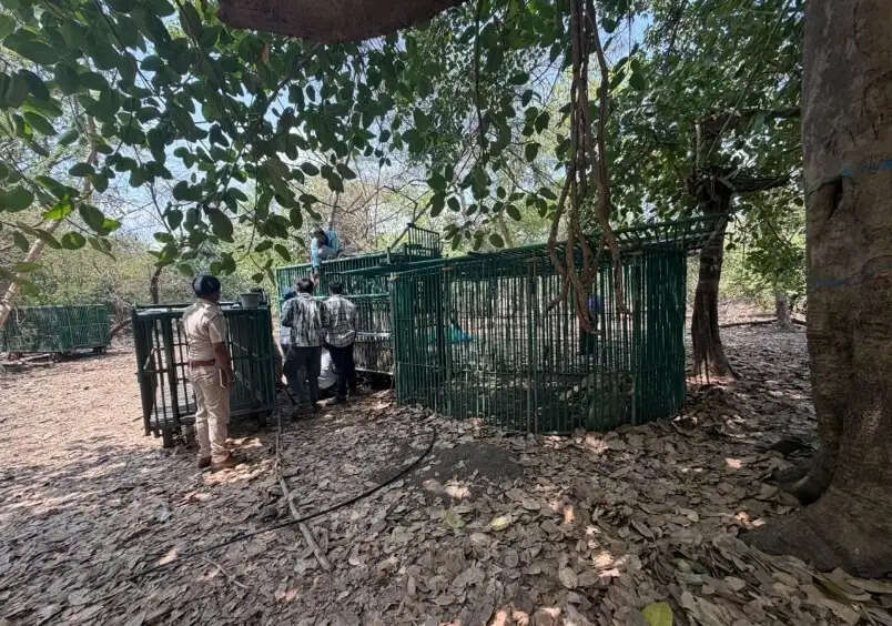 गीर के जंगल में रहस्यमयी वायरस से सात शेरों की मौत, 17 शेरों को किया गया क्वारंटीन