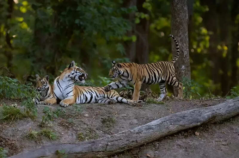 मप्र के कान्हा टाइगर रिजर्व की ऊंची उड़ान, बाघों का सर्वश्रेष्ठ आवास क्षेत्र घोषित