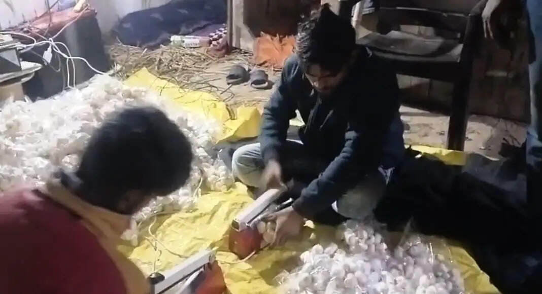 यूपी में मशरूम की खेती के प्रति बढ़ता किसानों का रुझान, अयोध्या के उत्सव ने डेढ़ लाख से खड़ा किया करोड़ों का कारोबार