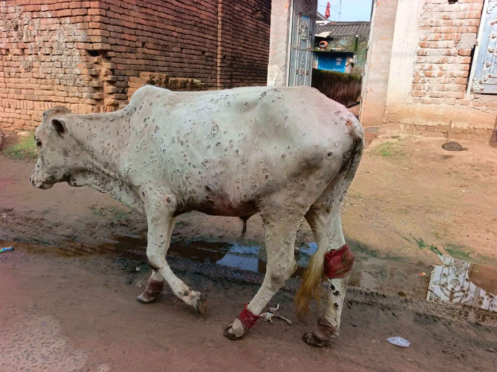 देवघर में लंपी स्किन डिजीज की आशंका से पशुपालकों की चिंता बढ़ी