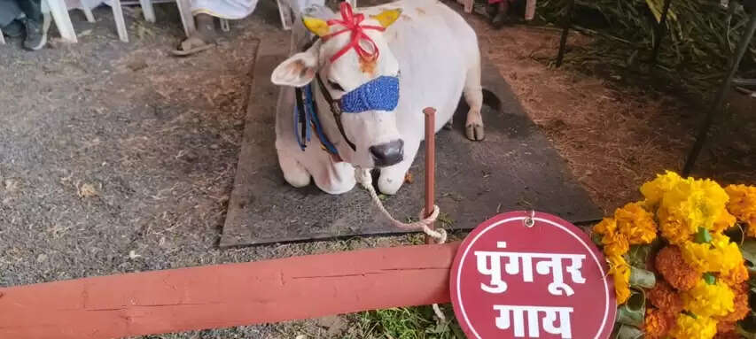 कृषक कल्याण वर्ष-2026 के शुभारंभ अवसर पर लगी प्रदर्शनी में आंध्र प्रदेश की प्रसिद्ध पुंगनूर गाय बनी आकर्षण का केंद्र