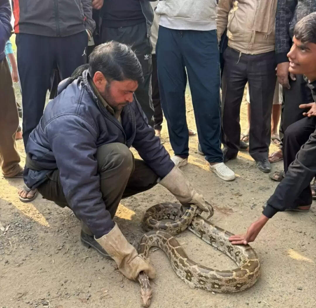 नगला गूलर में निकला विशाल अजगर