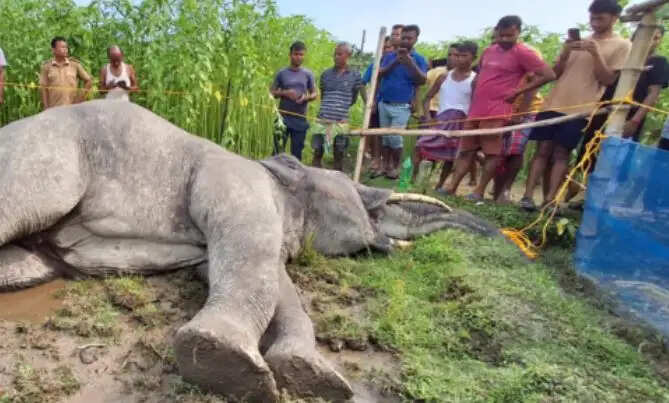गांव में घुसा दंतैल हाथी का संदिग्ध हालात में मौत