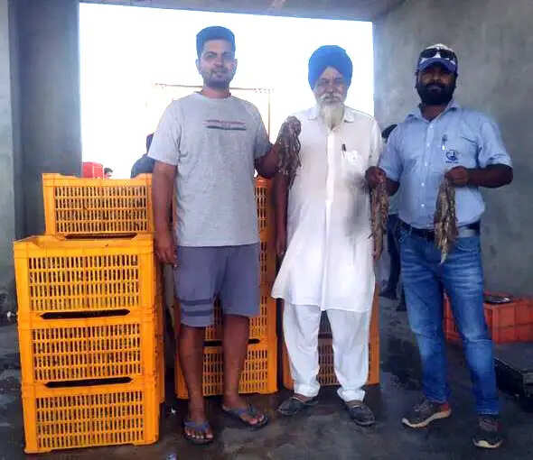 सिरसा: खारे पानी में किसान ने तलाशा ‘सुनहरा’ विकल्प, झींगा पालन से 65 लाख का कारोबार