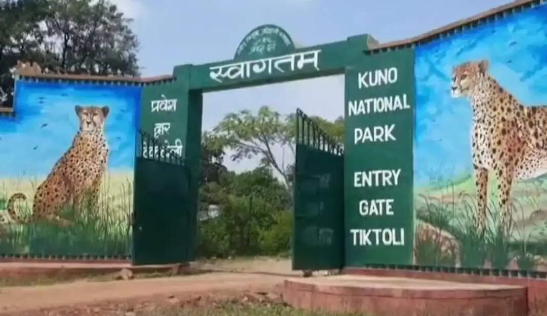 कूनो राष्ट्रीय उद्यान के नर चीता की मौत की जांच के लिए केंद्र ने भेजी उच्चस्तरीय टीम