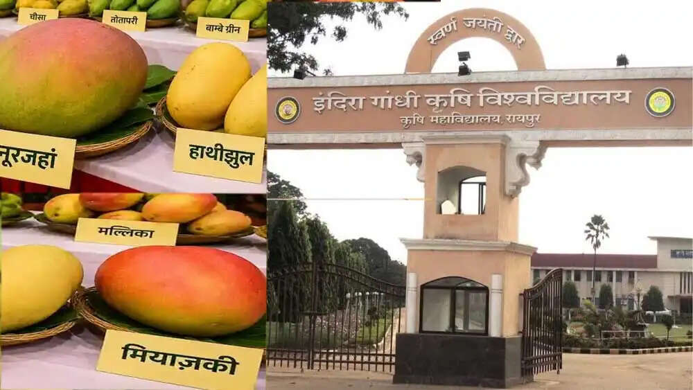 रायपुर&nbsp;के&nbsp;कृषि विश्वविद्यालय में तीन दिवसीय राष्ट्रीय आम महोत्सव आज&nbsp;से