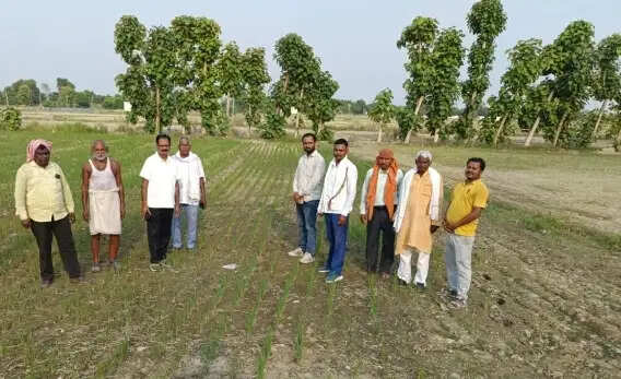 प्रगतिशील किसान के तीन एकड़ प्रक्षेत्र में डीएसआर पद्धति से करायी गई धान की बुवाई