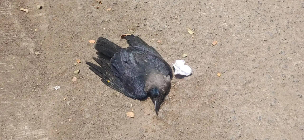 सीमेंट- कंक्रीट की गर्मी व लू से ठाणे पूर्व में कौए मृत मिले- डॉ प्रशांत
