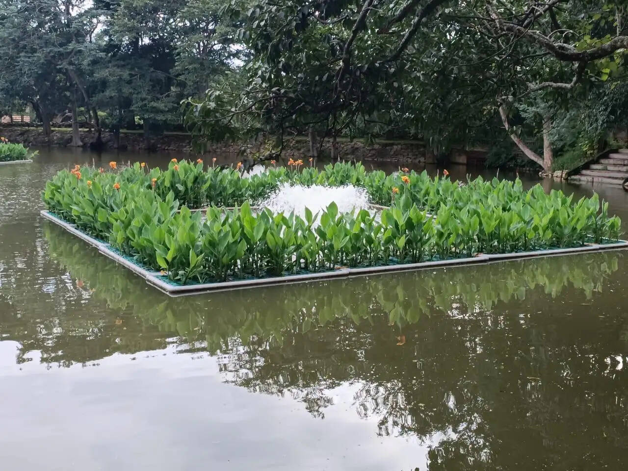 मासूंदा झील की सफाई हेतू टीएमसी के तैरते पौधों के आइलैंड