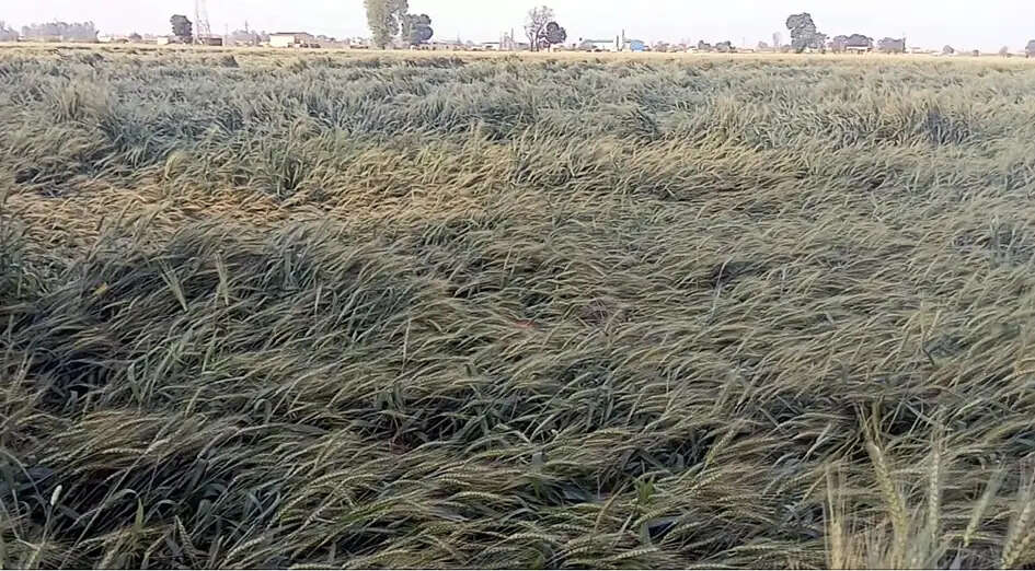 यमुनानगर:तेज हवा और बारिश से खेतों में गिरी गेहूं की फसल, किसानों की बढ़ी चिंता