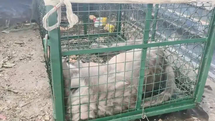 वन विभाग के शिकंजे में हमलावर हनुमान,&nbsp;11 लोग घायल
