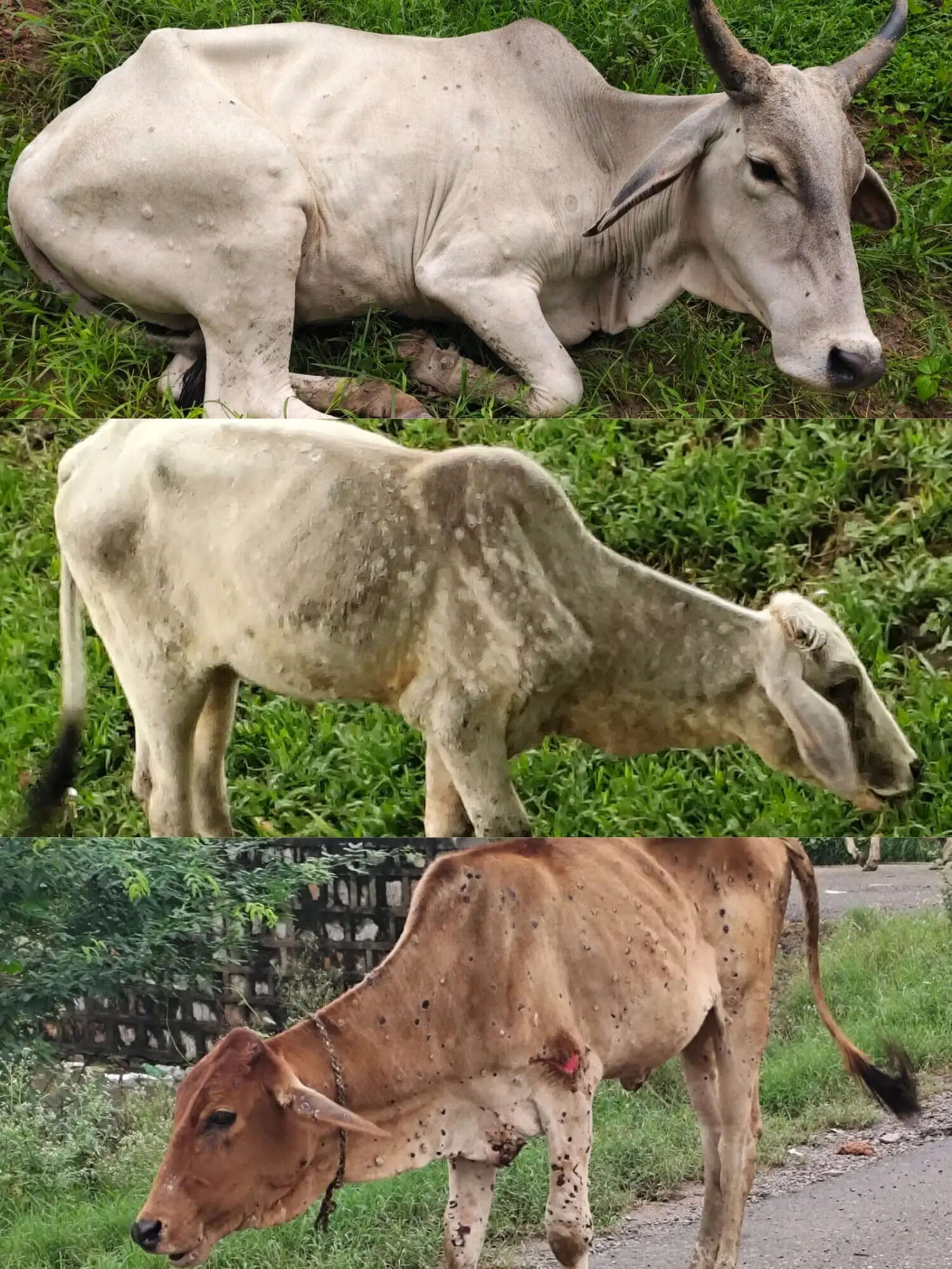 चित्रकूटधाम मंडल में फैली लम्पी बीमारी,गोवंश के टीकाकरण में लापरवाही पर उठे सवाल