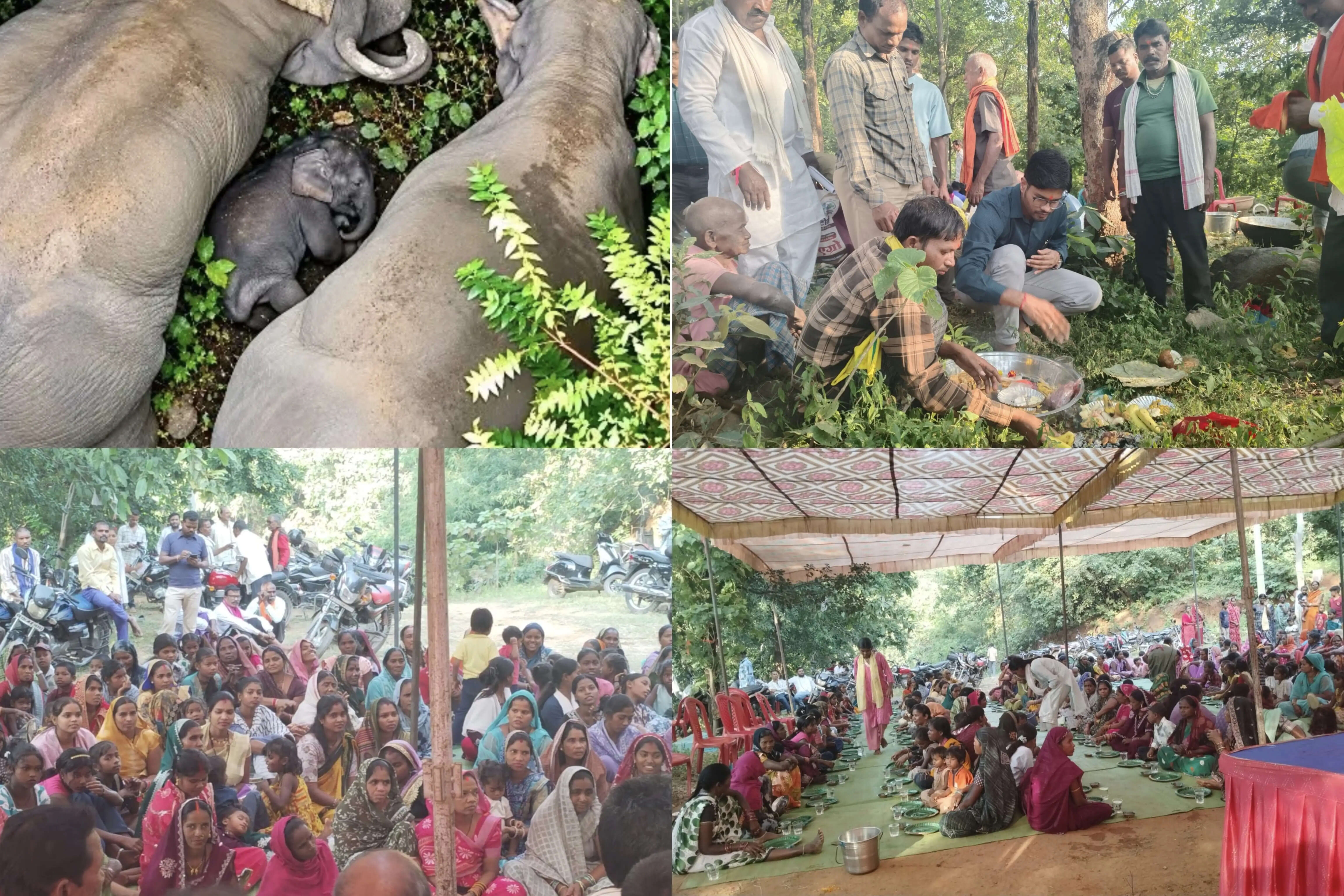कोरबा में इंसान और हाथियों के बीच अनूठा रिश्ता: सात गांवों के ग्रामीणों ने मनाई नन्हे हाथी की छठी, नाम रखा ‘काशी’, भजन-कीर्तन के साथ मनाया जश्न