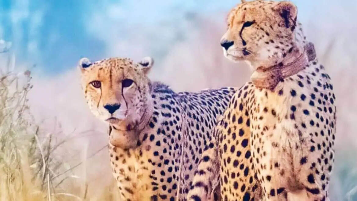 श्योपुरः कूनो में प्रतिदिन 35 हजार के हिसाब से एक साल में 1.27 करोड़ की बकरी खा गये चीता