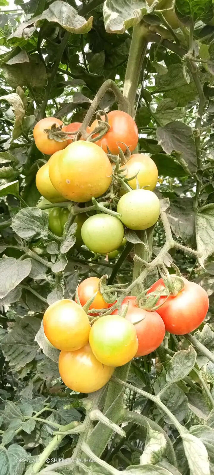 टमाटर में अधिक उपज और आर्थिक लाभ के लिए नई तकनीक की अनुशंसा : डॉ. राजीव