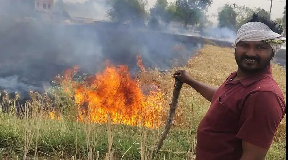 हाईटेंशन लाइन से निकली चिंगारी ने मचाई तबाही, साढ़े तीन बीघा गेहूं जलकर राख