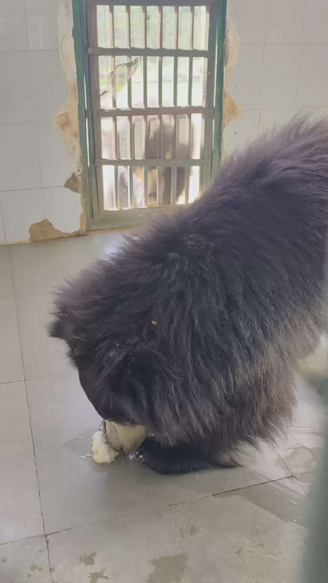 नाहरगढ़ बायोलॉजिकल पार्क में गर्मी से बचाव के विशेष इंतजाम, वन्यजीवों के लिए कूलिंग व्यवस्था