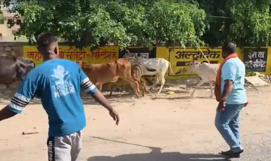 नगर निगम की टीम ने पकड़े निराश्रित पशु