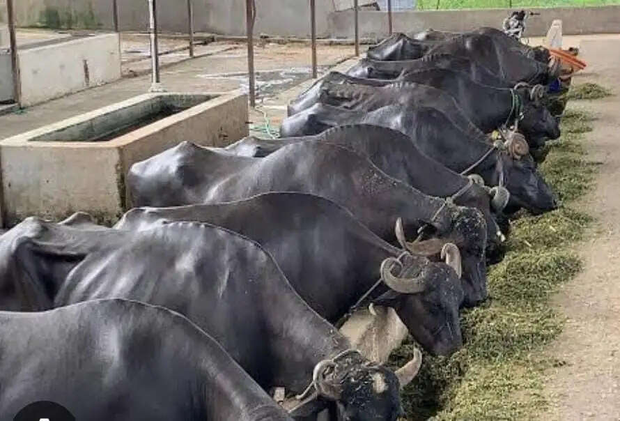 सुल्तानगंज पुलिस की बड़ी कार्रवाई, कंटेनर से 39 भैंसें बरामद, दो तस्कर गिरफ्तार