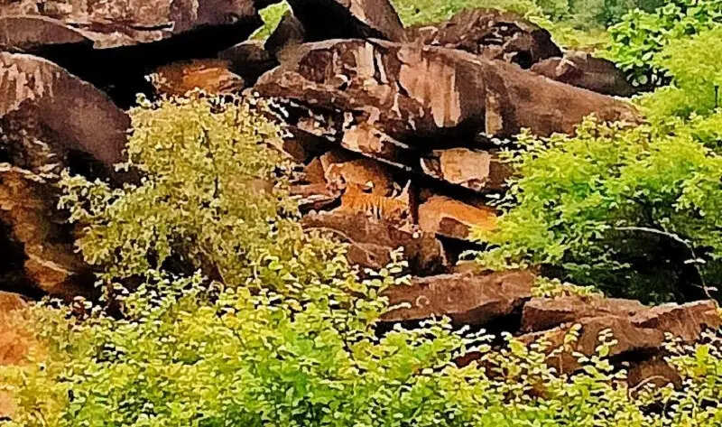 स्वाधीनता दिवस पर मप्र के माधव टाइगर रिजर्व से आई खुशखबरी, बाघिन एमटी-4 ने दिया शावकों को जन्म