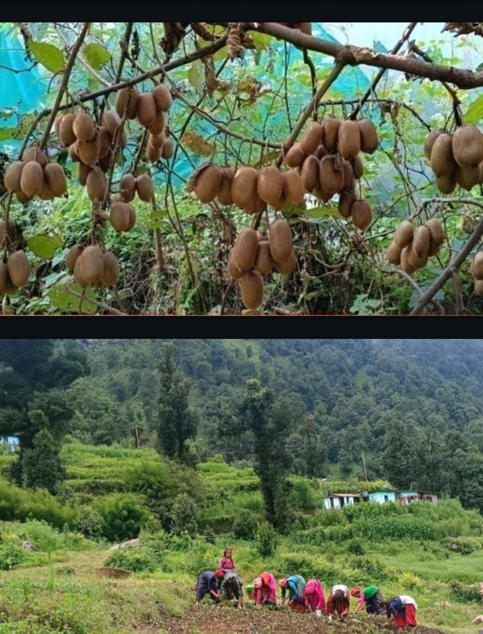 पहाड़ लौटे युवा, खेती बनी कमाई का जरिया : बागेश्वर में रिवर्स माइग्रेशन की नई कहानी