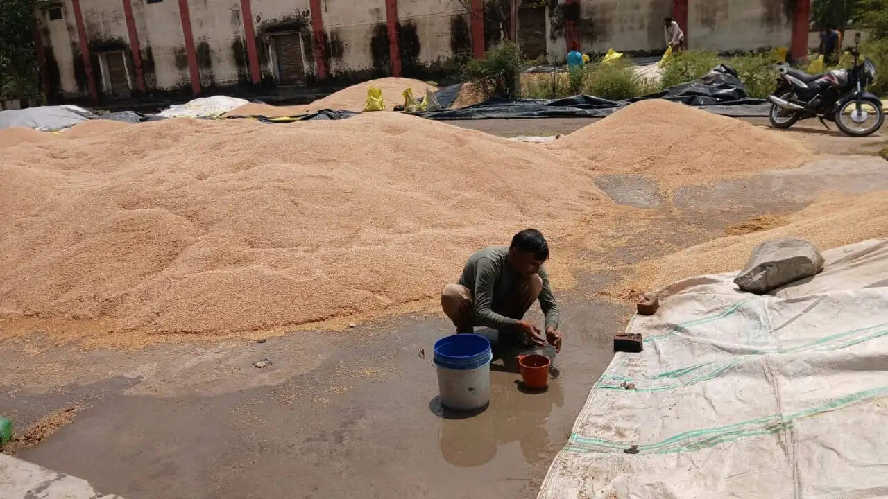 हमीरपुर की मंडी में बारिश से सैकडों कुंतल गेहूं हुआ जलमग्न