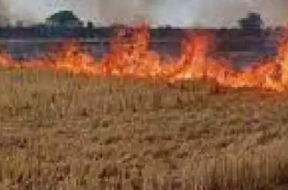 पूर्व विधायक हाजी रिज़वान के 10 बीघा खेत में खड़ी गेहूं की फसल जलकर राख