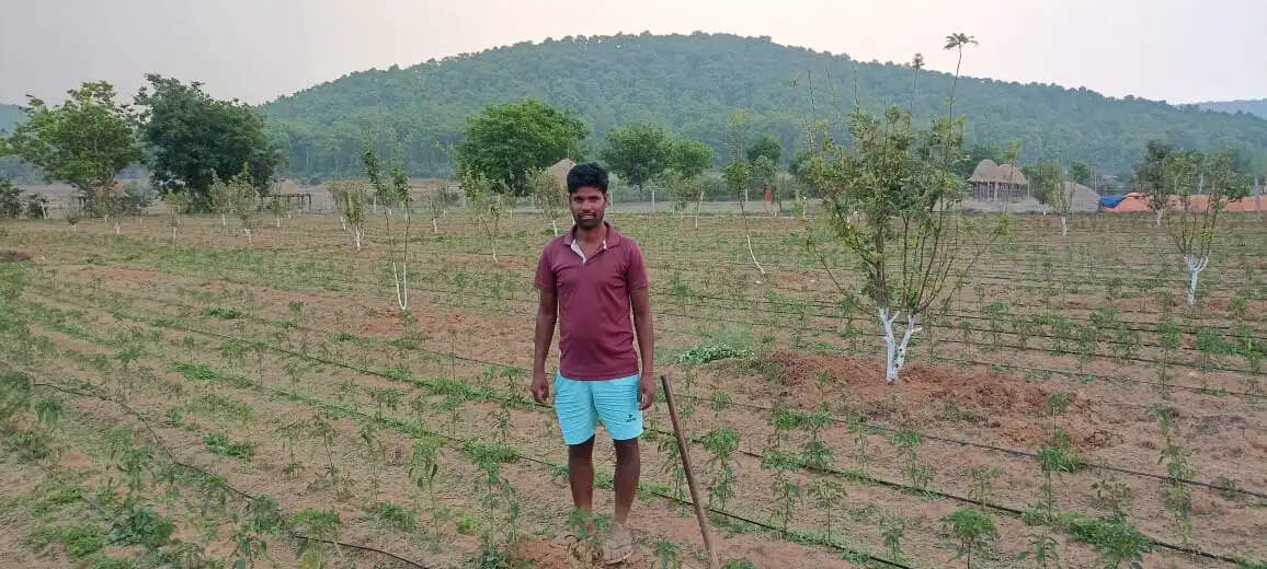 जशपुर के किसानों ने गढ़ी सफलता की नई इबारत, धान की जगह सेब की खेती से महकी आदिवासियों की तकदीर