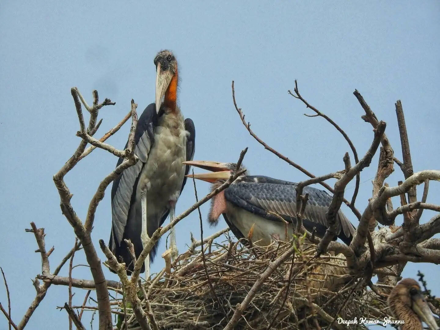 घटते पेड़ों की संख्या, गरूड़ के अस्तित्व के लिए खतरा