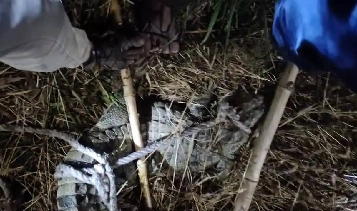 गेहूं के खेत में दिखा 5 फीट का मगरमच्छ, मजदूरों में दहशत