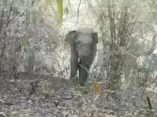 अनूपपुर: मप्र-छग सीमा पर महुआ बीन रहे बुजुर्ग को हाथी ने कुचला: मौत