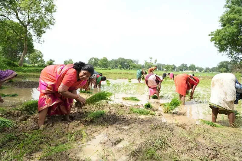 मंडलाः मंत्री संपतिया उईके ने किसानों के साथ खेत में उतरकर रोपा धान