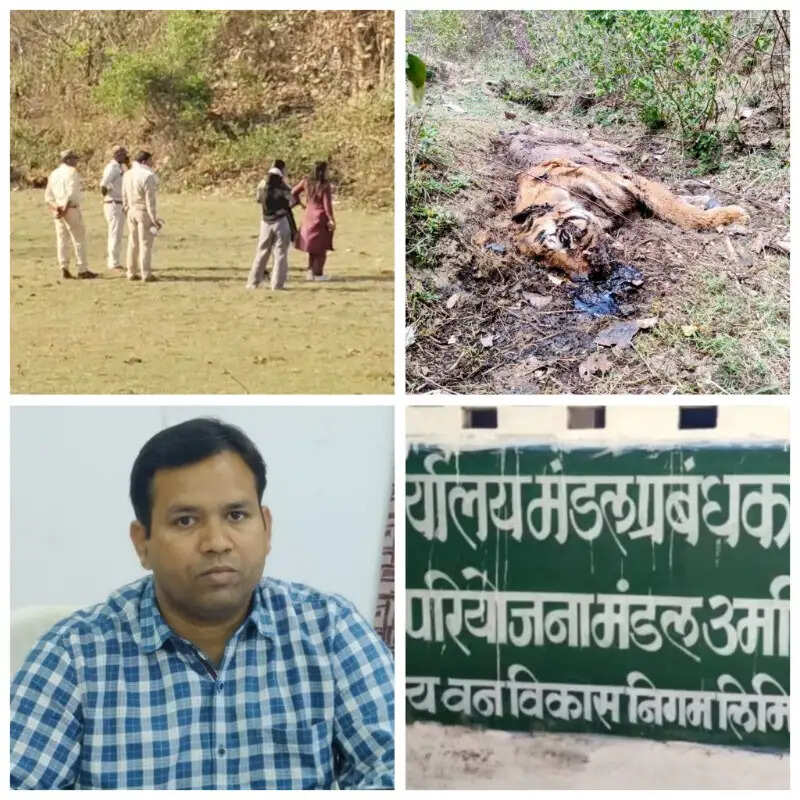 उमरिया में बाघ की संदिग्ध मौत, करंट लगाकर शिकार की आशंका